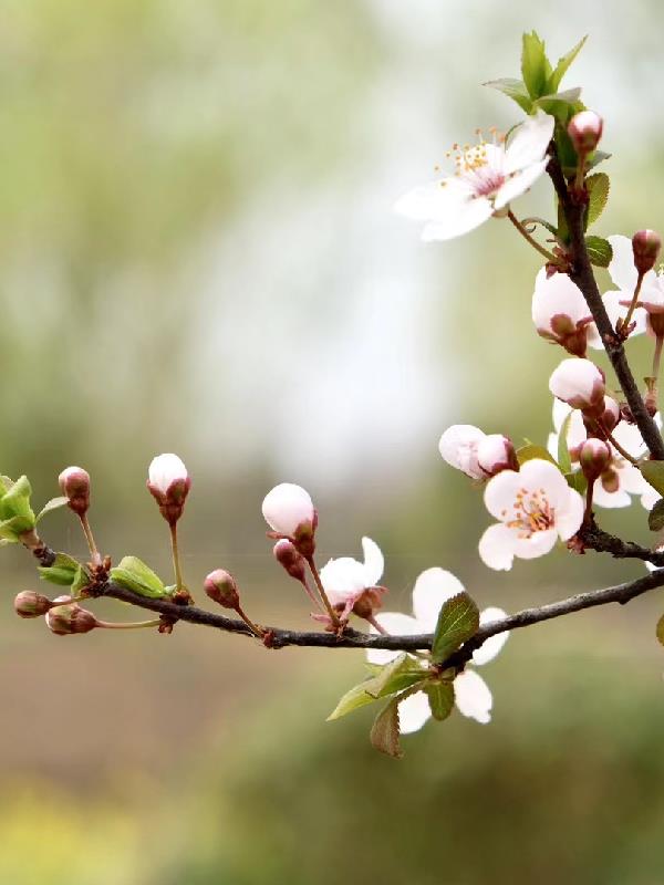 生命守护神是什么意思